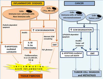 Granzyme B in Inflammatory Diseases: Apoptosis, Inflammation, Extracellular Matrix Remodeling, Epithelial-to-Mesenchymal Transition and Fibrosis